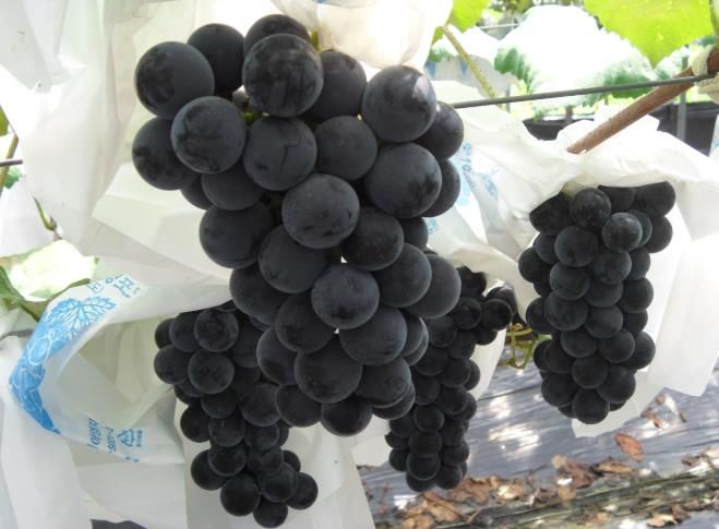 남원포도, 대한민국 대표과일 선발대회 ‘우수상’ 수여