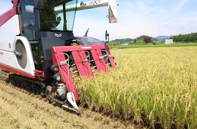 벼 수확 사진