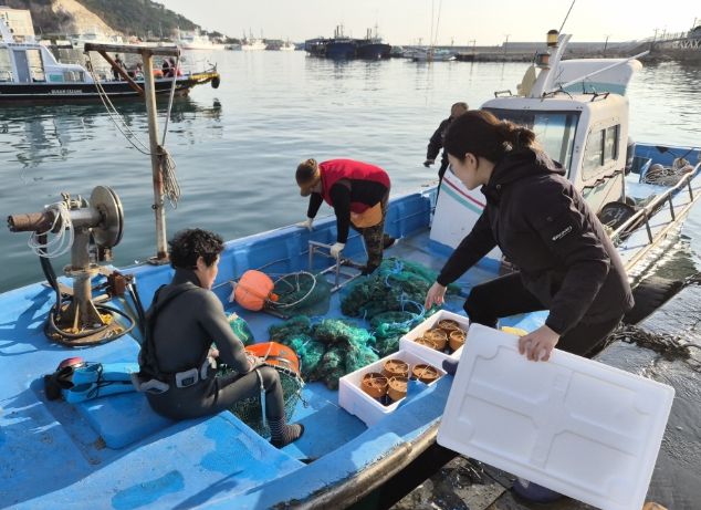 자체생산 해삼 종자 6만 6백미 마을어장 방류