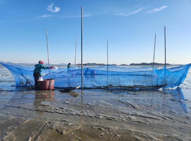 가리맛조개 종자, 살포 사진