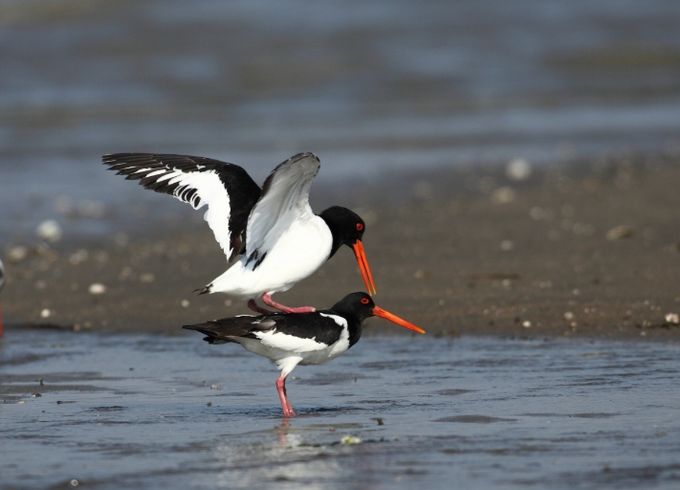 남해군관광협의회,‘이달의 남해’ 홍보