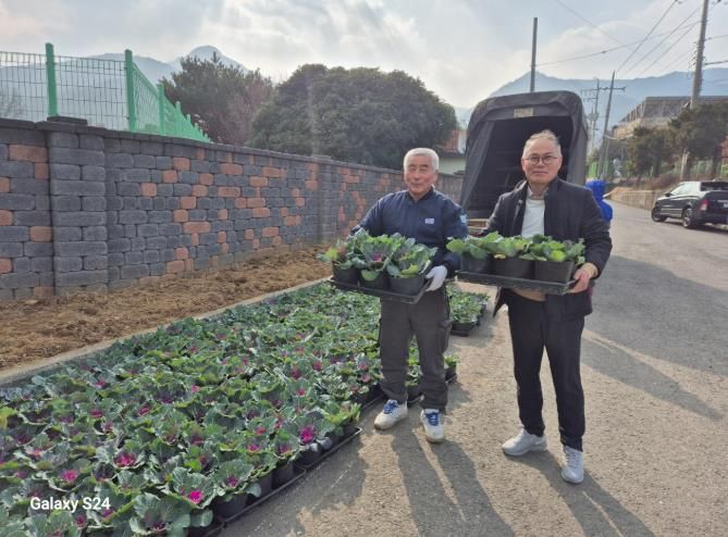 남해군 보천육묘장 하경원 대표, 꽃양배추 2,000본 기증