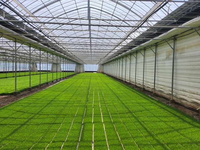 정부 벼 보급종 종자 구입비 일부 지원