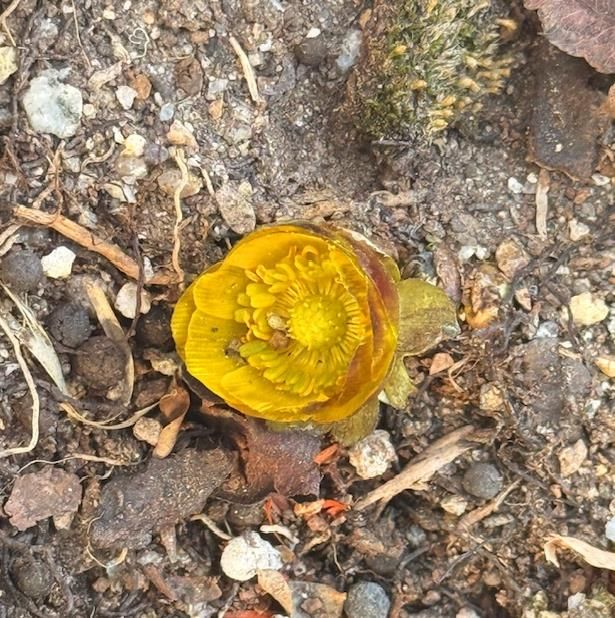 자연이 선택한 봄 1호, 순천만국가정원 ‘복수초’ 활짝