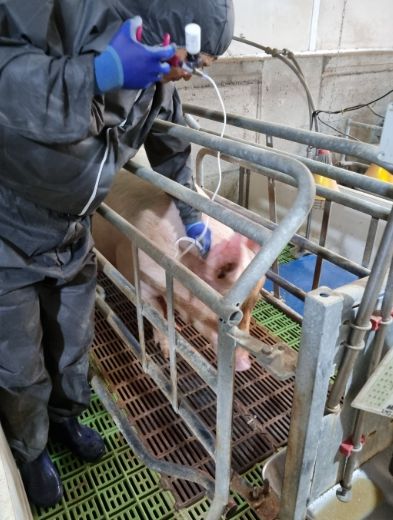 함안군, 1차 돼지열병 예방 사업 추진