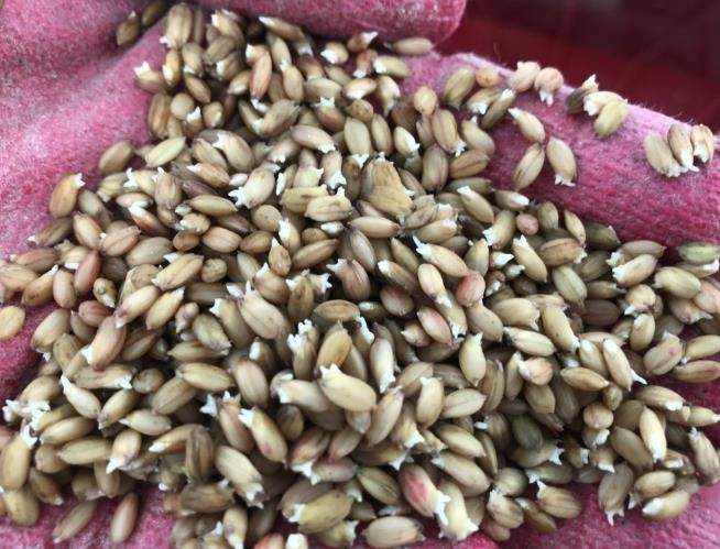 우량종자 작물 사진