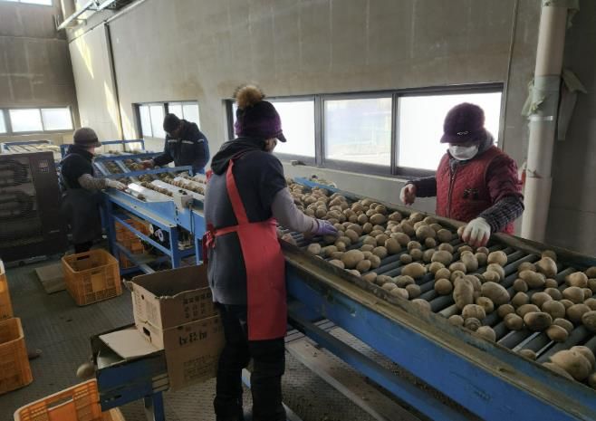 괴산군, 씨감자 자체 생산 체계 구축 완료