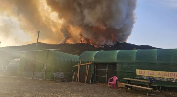 밀양시 삼랑진읍 야산 산불