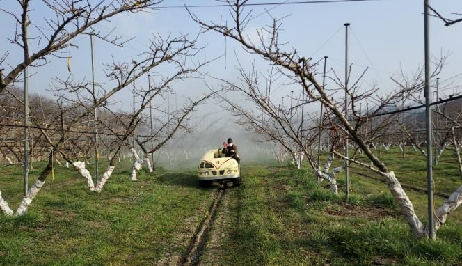 월동 병해충 방제 사진