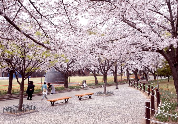 매화·목련·벚꽃·이팝나무로 이어지는 꽃 대궐