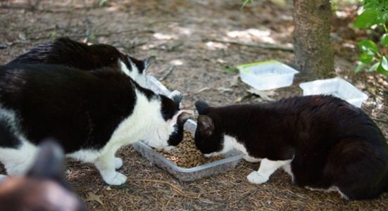 김해시, 길고양이 중성화(TNR) 사업