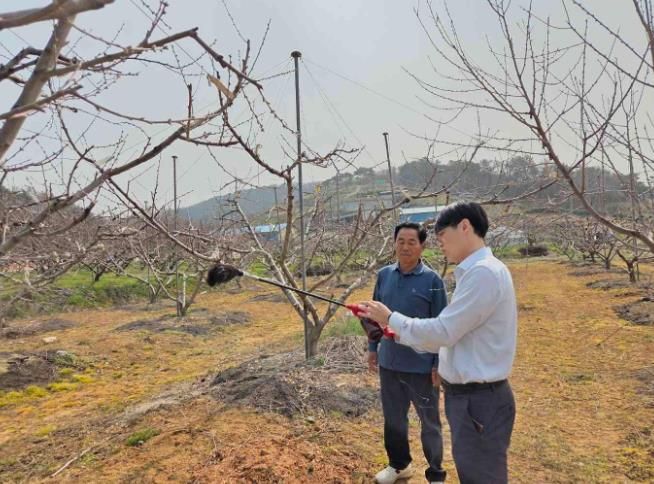 1~2. 농업기술센터 과수 담당자가 복숭아 농가에 인공수분 장비 활용법을 설명하는 모습
