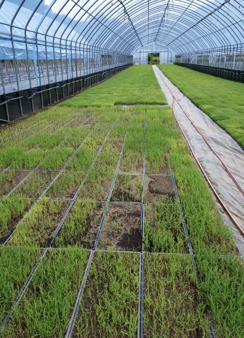 육묘 실패 전경