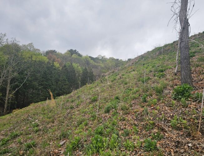 진주시,‘2026년 조림·숲가꾸기 사업’