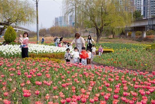 2026년도 튤립 개화 전경