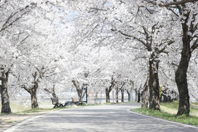 음성군, 일상 속 쉼표가 되는 ‘걷기 좋은 길 10선’ 선정(4)_감곡면 청미천 벚꽃길 전경