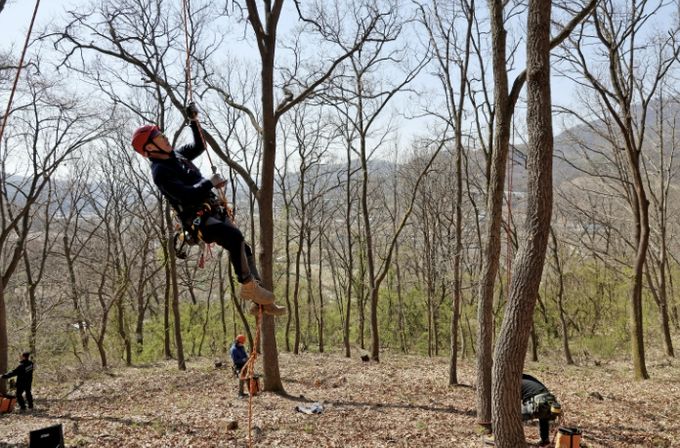 교육생 김강우 씨가 로프와 장비를 이용해 나무에 오르는 모습