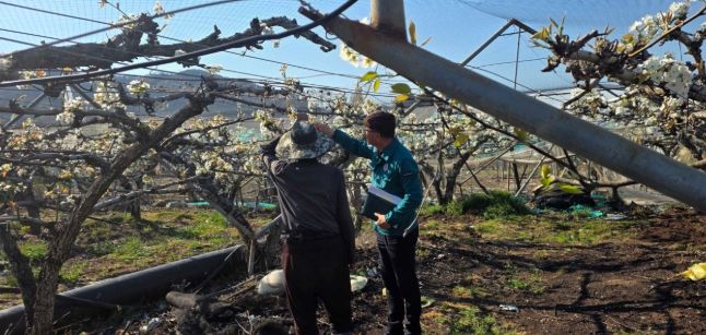 밀양시가 과수화상병 예방을 위해 현장 점검과 예찰 활동을 하고 있다.
