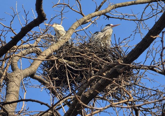 (여의도샛강) 왜가리 포란 장면(촬영일 : 3월 10일)