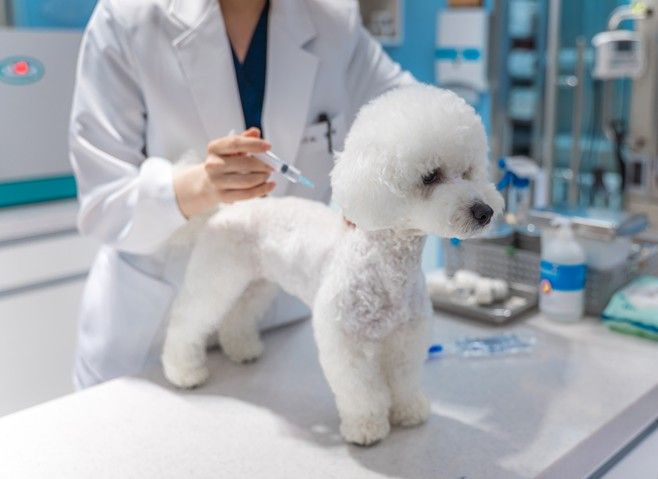 광견병 예방접종