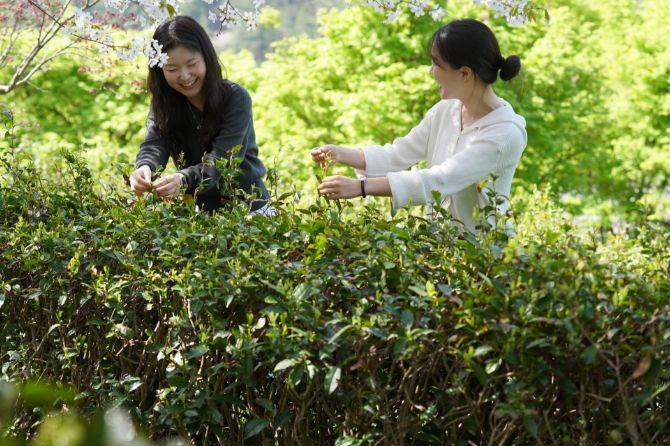 해남군, 초의선사 두륜산 녹차 만들러 오세요